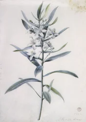 花の作品、18世紀